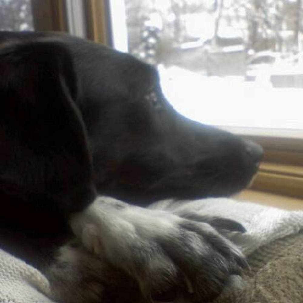 Meet your Posher, Joanne wheelock